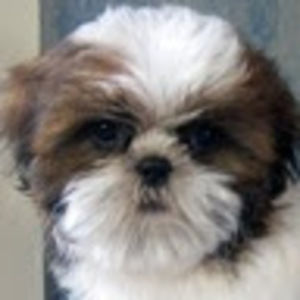 Meet your Posher, Keira